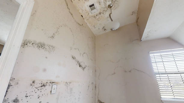 Best Mold Odor Removal Services  in Winnie, TX