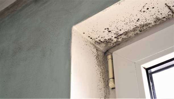 Mold Remediation for Vacation Homes in Winnie, TX