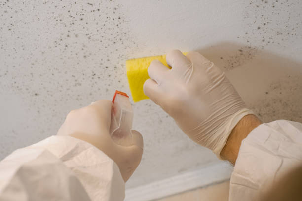 Best Mold-Related Health Consultation  in Winnie, TX