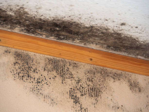 Best Attic Mold Removal  in Winnie, TX