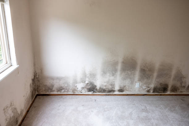 Best Water Damage & Mold Remediation  in Winnie, TX